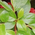 Rhododendron × pulchrum ഇല