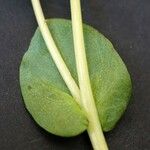 Cerinthe glabra Hoja