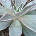 Echeveria bifida Ліст