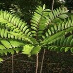 Eurycoma longifolia Hoja