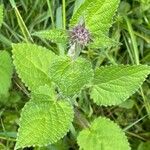 Stachys sylvatica Blüte