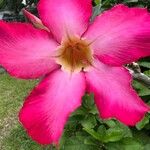Adenium multiflorum Цвят