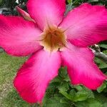 Adenium multiflorum Flower