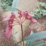 Bulbophyllum longiflorum Květ