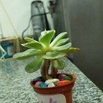 Aeonium castello-paivae Likasa