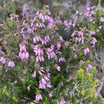 Erica australis Çiçek