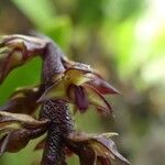 Bulbophyllum incurvum Flor