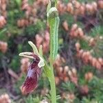 Ophrys insectifera Blomst