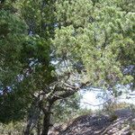 Pinus cembroides موطن