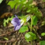 Viola × bavarica