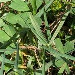 Poa cenisia Costuma