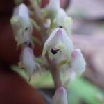 Polystachya elegans Flower