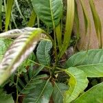 Zanthoxylum gilletii Лист
