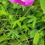 Callirhoe digitata Ліст