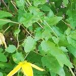 Clematis tangutica Blatt