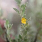 Turnera diffusa Агульны выгляд