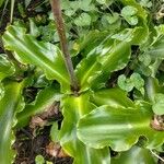 Veltheimia bracteata Fulla