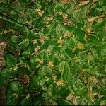 Alternanthera pungens Folio