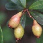 Syzygium ngoyense Fruit