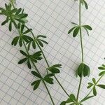 Galium mollugo Blatt