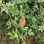 Rosa roxburghii Leaf