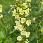 Pedicularis ascendens Flower