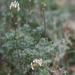 Pelargonium carnosum 花