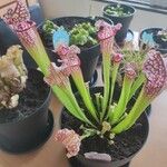 Sarracenia leucophylla Hoja