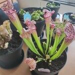 Sarracenia leucophylla 葉