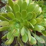 Aeonium arboreum 葉