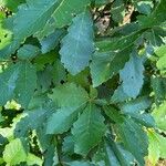 Quercus michauxii Leaf