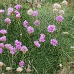 Armeria maritima Habitus