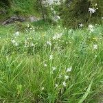 Anthericum ramosum Habitus