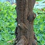 Bruguiera sexangula 樹皮