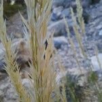 Achnatherum calamagrostis Flor