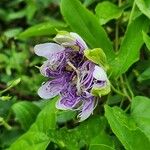 Passiflora incarnata Kwiat