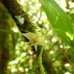 Polystachya cultriformis Цвят