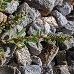 Polygonum arenastrum Virág