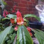 Impatiens auricoma Blomst