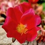 Portulaca grandifloraBlomst