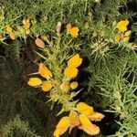 Ulex europaeus Çiçek