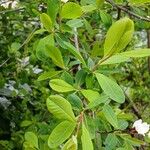 Exochorda racemosa Hoja