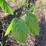 Corylus cornuta Hoja