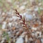 Catapodium rigidum Fruto