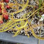 Drosera binata Leht