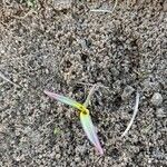 Tulipa sylvestris Hoja