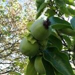 Diospyros virginiana Fruto