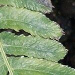 Blechnum spinulosum Leaf