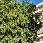 Ligustrum japonicum 整株植物