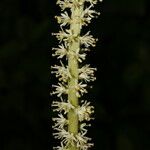 Schoenocaulon officinale Flower